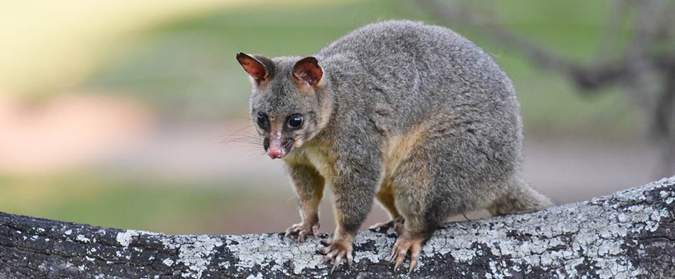 image 110